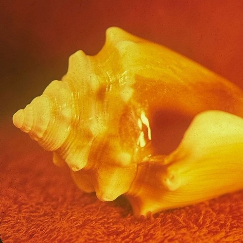 Allah las sirenas cd - sirenas,