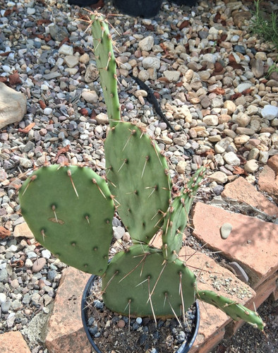 Esattamente questo opuntia - esattamente,